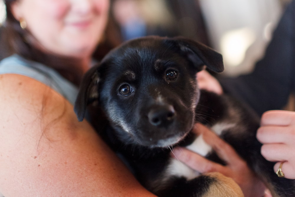 puppy at Offleashed Victoria 