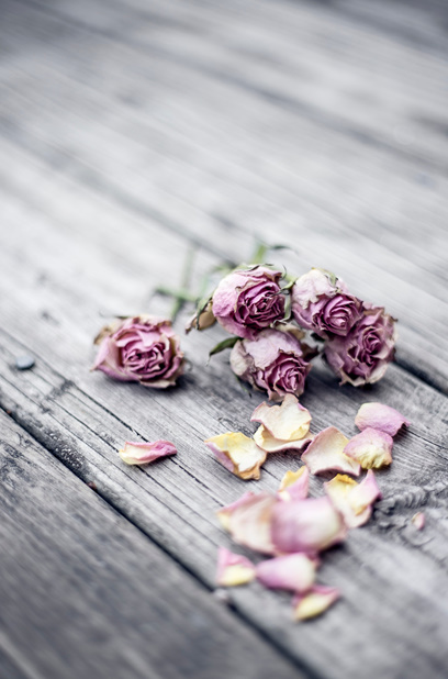 pink rose petals