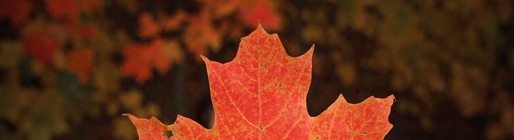 maple-leaf red maple leaf